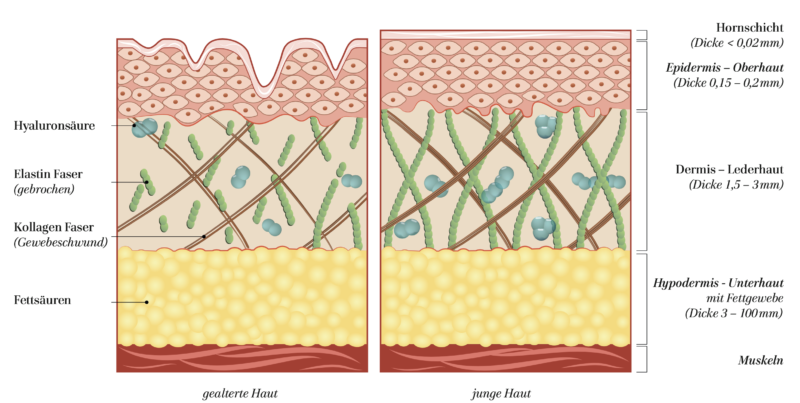 DERMAfee - WELLNESSfee